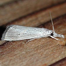 Haimbachia albescens