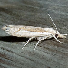 Loxocrambus canellus