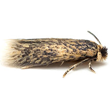 Stigmella saginella