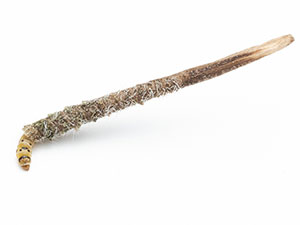 Coleophora vernoniaeella