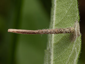 Coleophora vernoniaeella