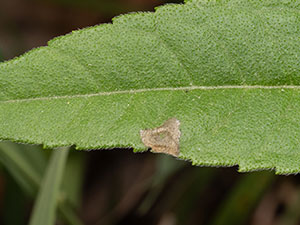 Coleophora vernoniaeella