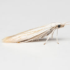 Coleophora vernoniaeella