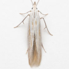 Coleophora vernoniaeella