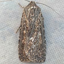Euxoa misturata