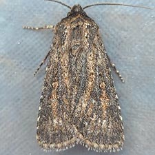 Euxoa misturata