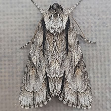 Acronicta valliscola