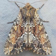 Apamea auranticolor