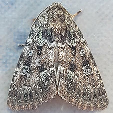 Paramiana n. spp.