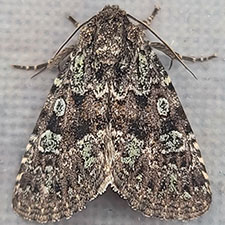 Paramiana n. spp.