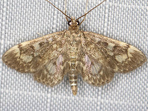 Anania tennesseensis