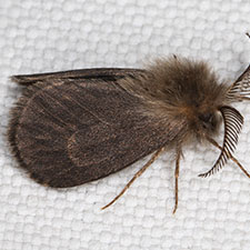 Basicladus tracyi