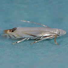 Leucoptera erythrinella