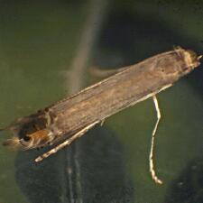 Parectopa bumeliella
