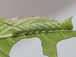 Lintneria eremitus
