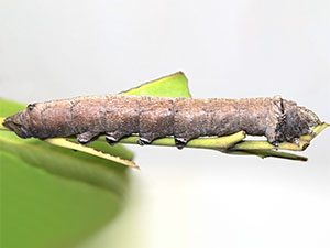 Madoryx pseudothyreus