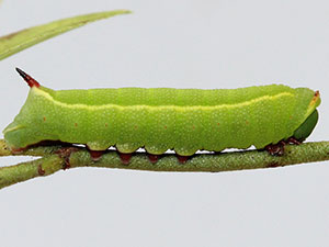 Hemaris gracilis