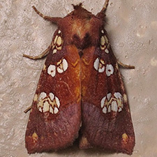 Papaipema amianthii