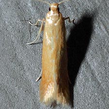 Coptotriche zelleriella