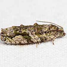 Proteoteras aesculana