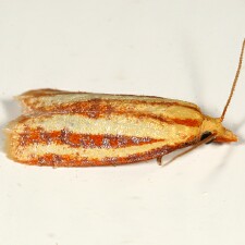 Sparganothis tristriata