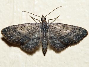 Eupithecia columbiata