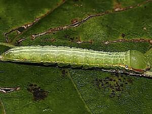 Peridea angulosa