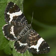 Rheumaptera subhastata