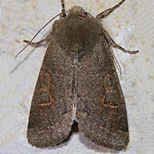 Orthosia annulimacula
