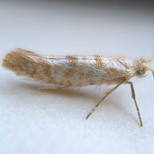 Argyresthia sabinae