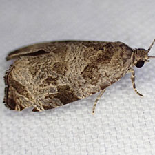 Olethreutes sciotana