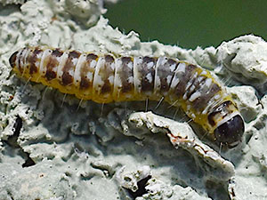 Dichomeris inversella