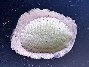 Amorbia humerosana