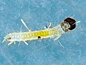 Scoparia cinereomedia