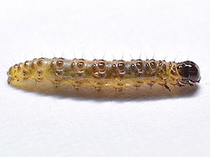 Scoparia cinereomedia