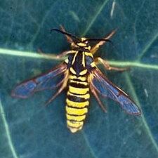 Sesia tibiale