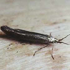 Coleophora trifolii