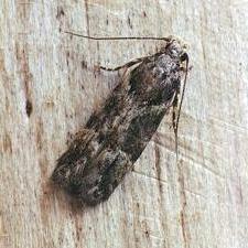 Neotelphusa sequax