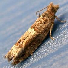 Crocidosema plebejana