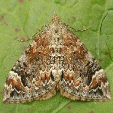 Dysstroma citrata