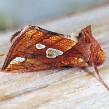 Plusia putnami