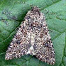 Anarta trifolii