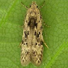 Carpatolechia proximella