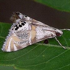Petrophila kearfottalis