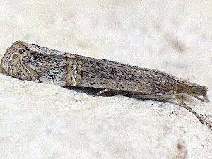 Euchromius ocellea