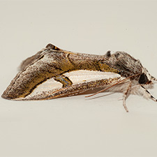 Euscirrhopterus poeyi