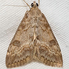 Evergestis palousalis