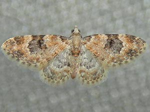 Eupithecia tenuata