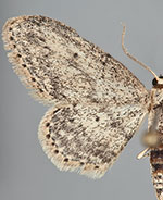 Idaea seriata