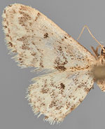 Idaea inquinata